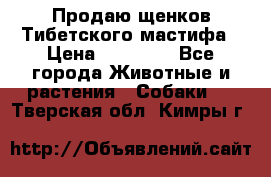 Продаю щенков Тибетского мастифа › Цена ­ 45 000 - Все города Животные и растения » Собаки   . Тверская обл.,Кимры г.